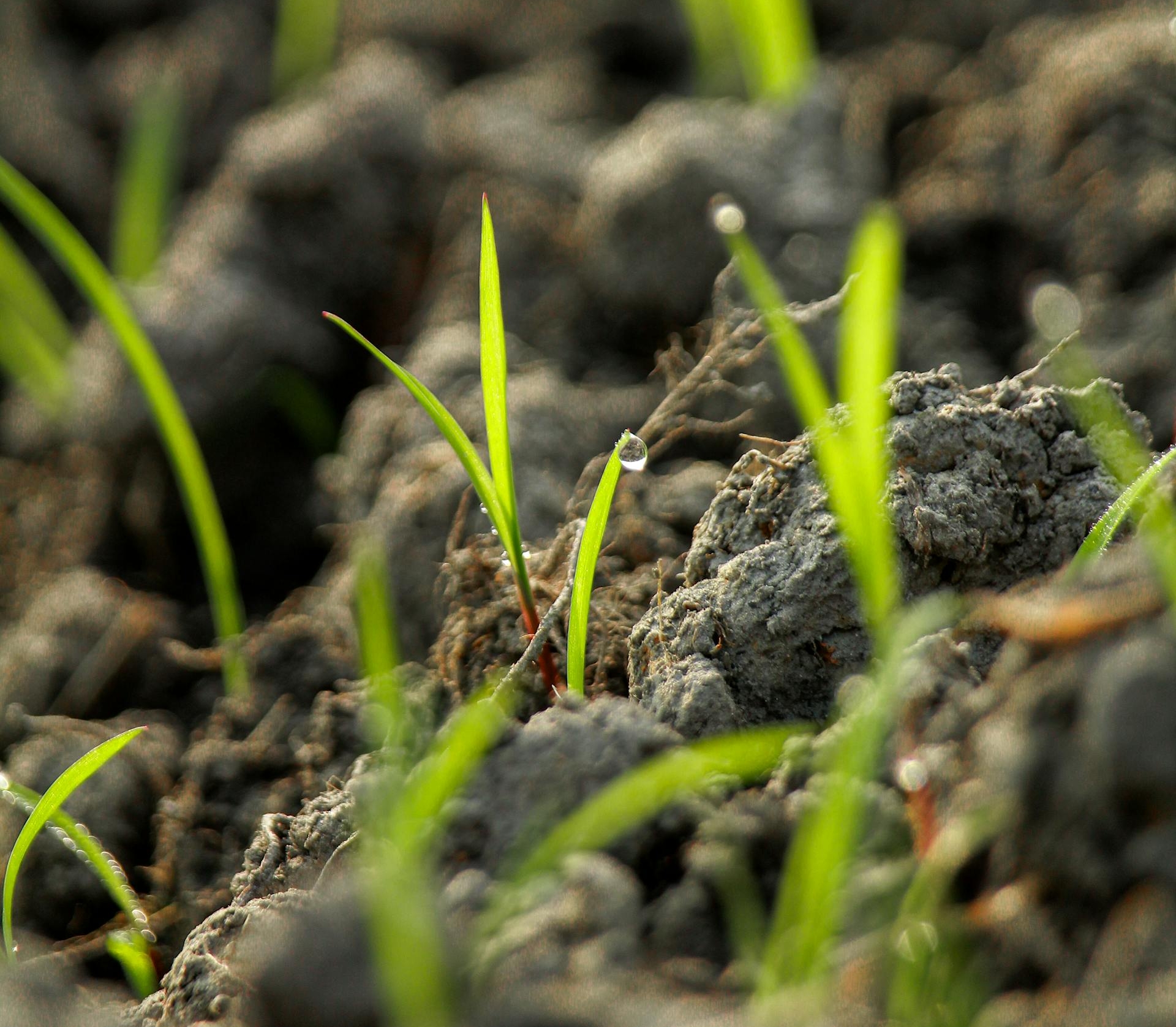 Featured image for the article: Why Aeration and Overseeding Are Crucial in Autumn