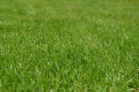Image depicting the Service Lawn Care
